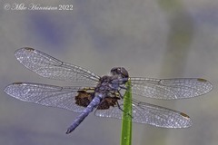 Celithemis martha