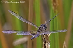 Celithemis martha