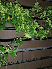 Gonolobus grandiflorus