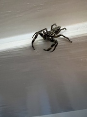 Platycryptus undatus