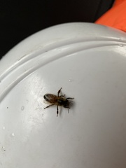 Apis mellifera