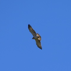 Circaetus gallicus
