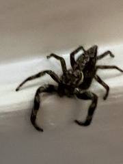 Platycryptus undatus