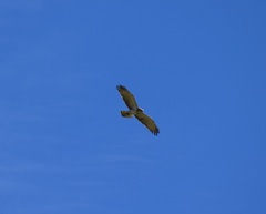 Circaetus gallicus