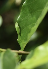 Petalocephala
