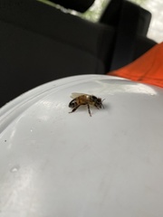 Apis mellifera