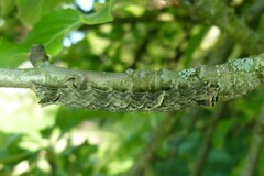 Allophyes oxyacanthae