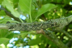 Allophyes oxyacanthae