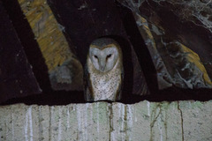 Tyto alba poensis