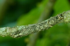 Allophyes oxyacanthae