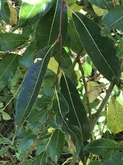 Salix pentandra