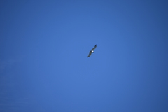 Circaetus gallicus
