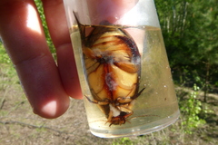 Cybister lateralimarginalis