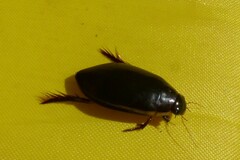 Cybister lateralimarginalis