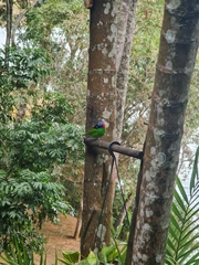 Tangara cyanocephala