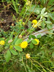 Trifolium campestre