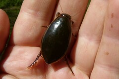 Cybister lateralimarginalis