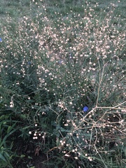 Linum lewisii