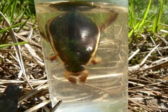 Cybister lateralimarginalis