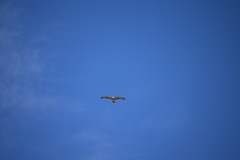 Circaetus gallicus