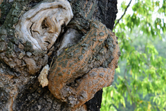 Agrobacterium radiobacter