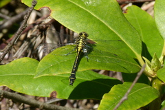 Gomphus vulgatissimus