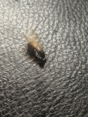 Camponotus