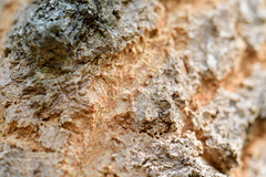 Agrobacterium radiobacter