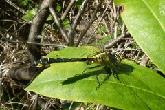 Gomphus vulgatissimus