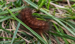 Phragmatobia fuliginosa