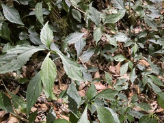 Strobilanthes flexicaulis