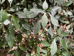 Strobilanthes flexicaulis