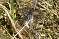 Leucorrhinia rubicunda