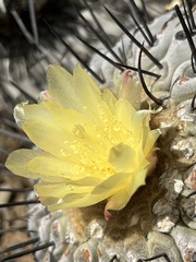 Copiapoa dealbata