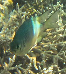 Amblyglyphidodon indicus