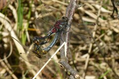 Leucorrhinia rubicunda