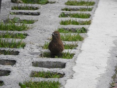 Carpodacus formosanus