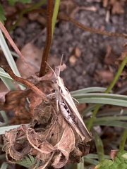 Chorthippus brunneus