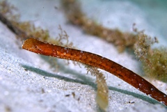 Cocks-Comb Pipefish photo 3
