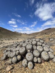 Copiapoa dealbata