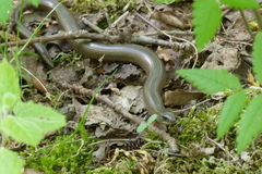 Anguis fragilis