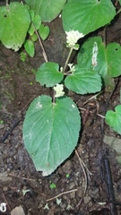Epithema ceylanicum
