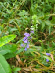 Lobelia siphilitica