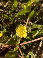 Portulaca