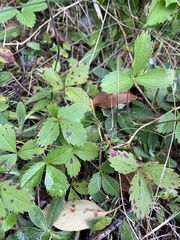 Fragaria