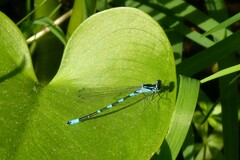 Coenagrion pulchellum