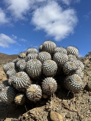 Copiapoa dealbata
