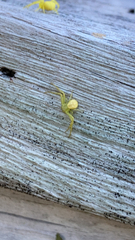 Misumena vatia