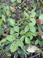 Fragaria