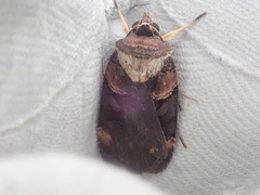 Pseudohermonassa bicarnea